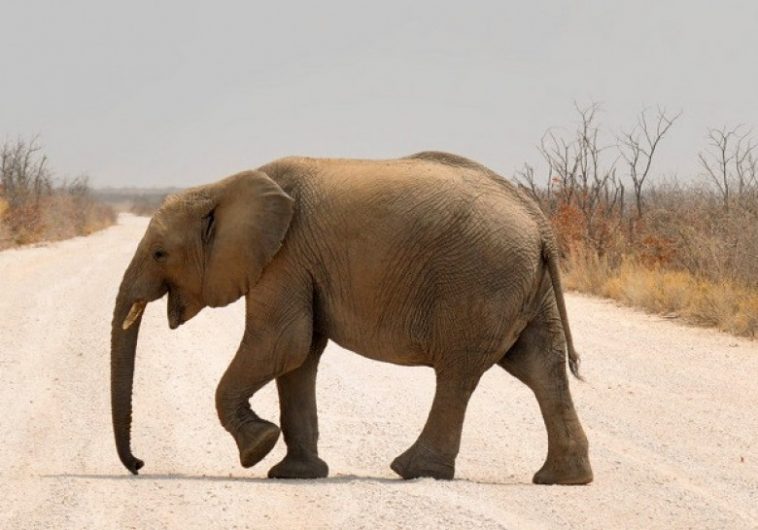 Eléphants d’Afrique