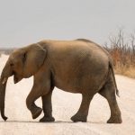 Eléphants d’Afrique